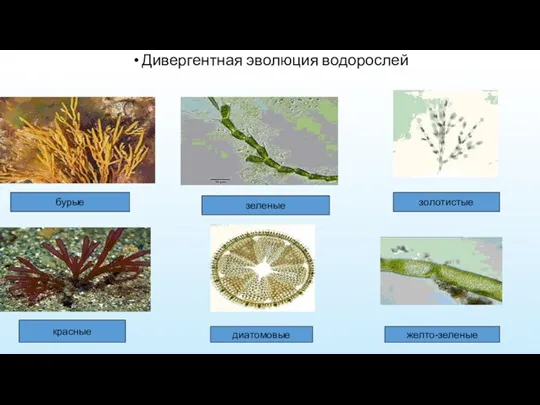 Дивергентная эволюция водорослей бурые зеленые золотистые красные диатомовые желто-зеленые