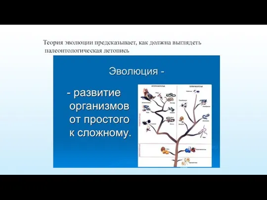 Теория эволюции предсказывает, как должна выглядеть палеонтологическая летопись