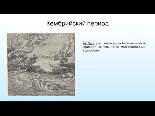 Кембрийский период Жизнь: расцвет морских беспозвоночных(трилобиты), появляются многоклеточные водоросли.