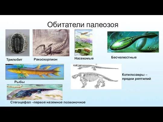 Обитатели палеозоя Трилобит Ракоскорпион Бесчелюстные Рыбы Стегоцефал –первое наземное позвоночное Котилозавры – предки рептилий Насекомые