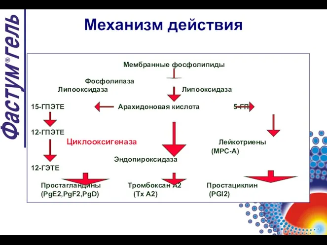 Мембранные фосфолипиды Фосфолипаза Липооксидаза Липооксидаза 15-ГПЭТЕ Арахидоновая кислота 5-ГП 12-ГПЭТЕ