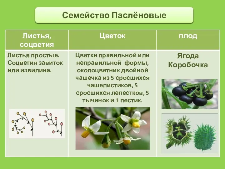 Семейство Паслёновые