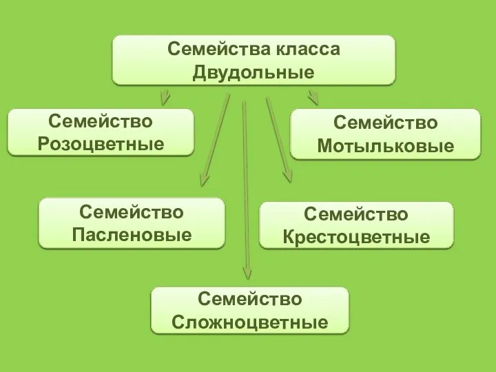 Семейства класса Двудольные Семейство Розоцветные Семейство Мотыльковые Семейство Сложноцветные Семейство Пасленовые Семейство Крестоцветные