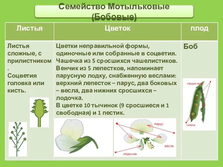 Семейство Мотыльковые (Бобовые)