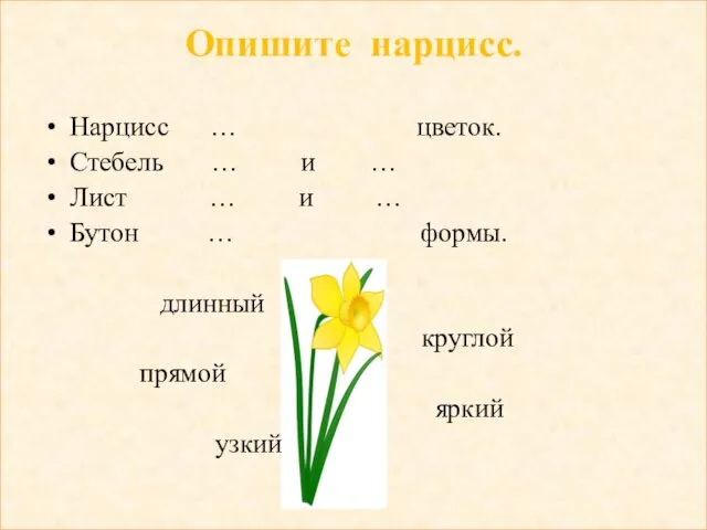 Опишите нарцисс. Нарцисс … цветок. Стебель … и … Лист