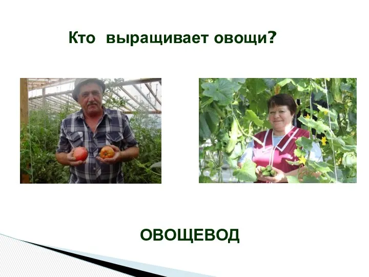 ОВОЩЕВОД Кто выращивает овощи?