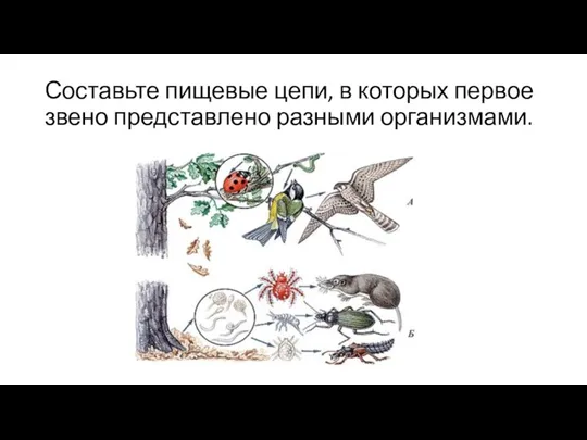 Составьте пищевые цепи, в которых первое звено представлено разными организмами.