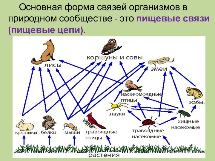 Основная форма связей организмов в природном сообществе - это пищевые связи (пищевые цепи).