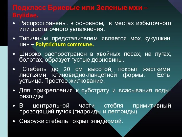 Подкласс Бриевые или Зеленые мхи – Bryiidae. Распространены, в основном,