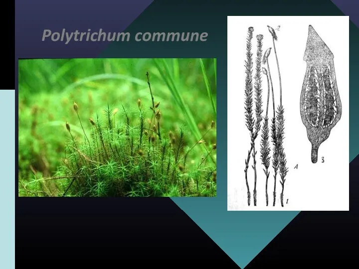 Polytrichum commune