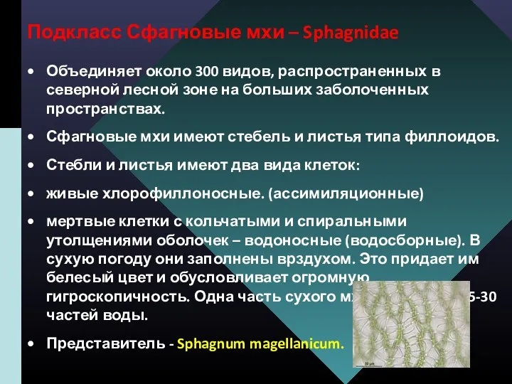 Подкласс Сфагновые мхи – Sphagnidae Объединяет около 300 видов, распространенных