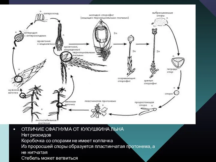 ОТЛИЧИЕ СФАГНУМА ОТ КУКУШКИНА ЛЬНА Нет ризоидов Коробочка со спорами