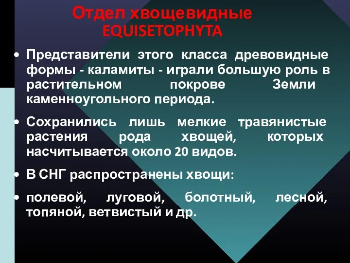 Отдел хвощевидные EQUISETOPHYTA Представители этого класса древовидные формы - каламиты