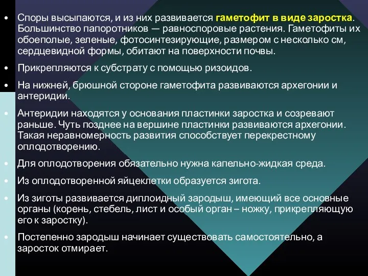 Споры высыпаются, и из них развивается гаметофит в виде заростка.