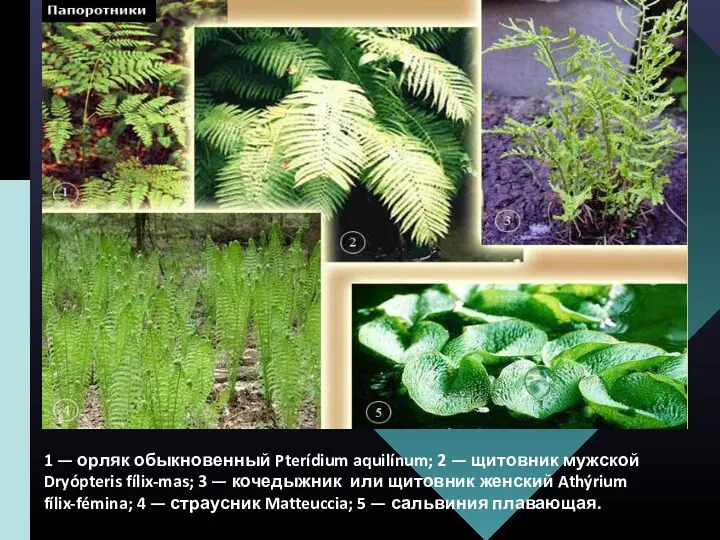 1 — орляк обыкновенный Pterídium aquilínum; 2 — щитовник мужской