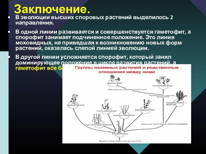 Заключение. В эволюции высших споровых растений выделилось 2 направления. В