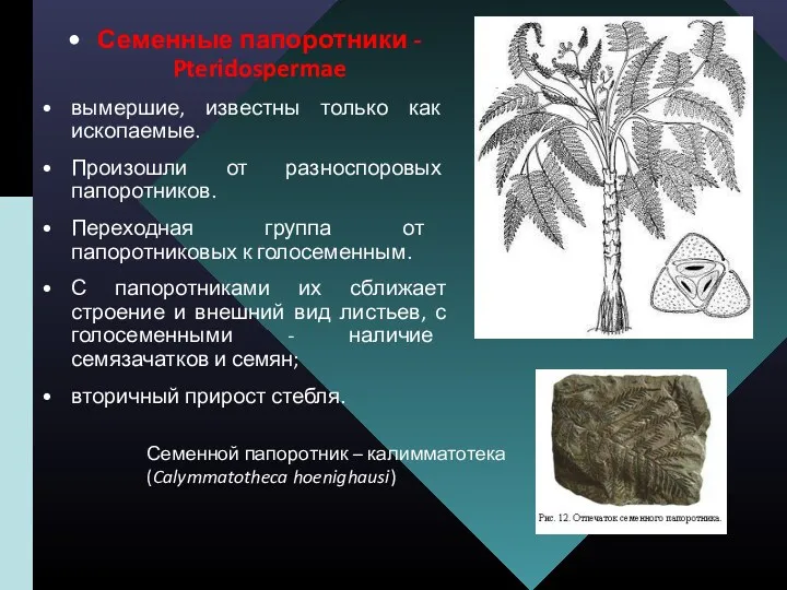 Семенные папоротники - Pteridospermae вымершие, известны только как ископаемые. Произошли