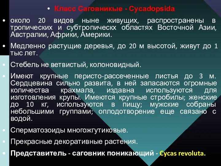 Класс Саговникые - Cycadopsida около 20 видов ныне живущих, распространены