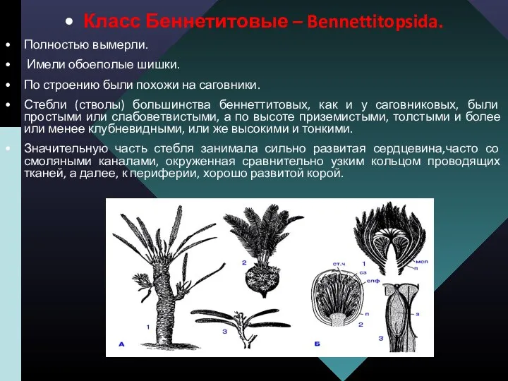 Класс Беннетитовые – Bennettitopsida. Полностью вымерли. Имели обоеполые шишки. По