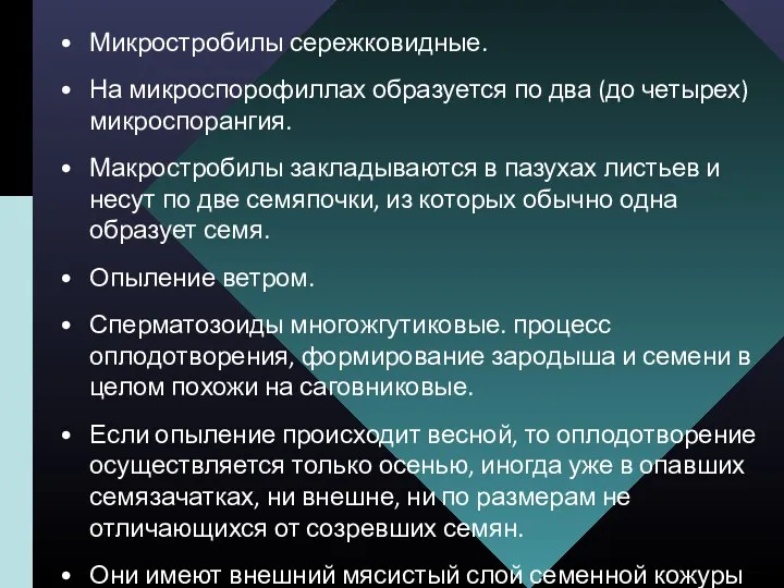 Микростробилы сережковидные. На микроспорофиллах образуется по два (до четырех) микроспорангия.