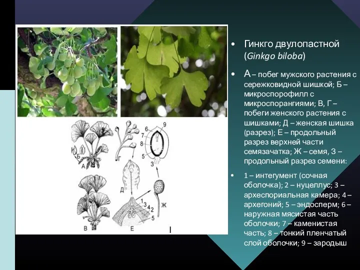 Гинкго двулопастной (Ginkgo biloba) А – побег мужского растения с