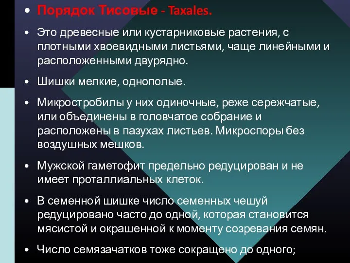 Порядок Тисовые - Taxales. Это древесные или кустарниковые растения, с