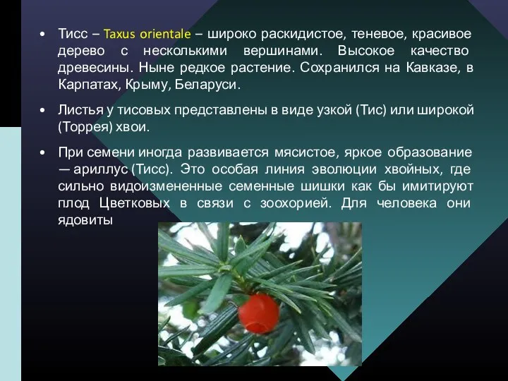 Тисс – Taxus orientale – широко раскидистое, теневое, красивое дерево