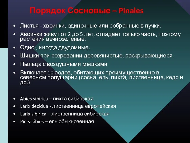 Порядок Сосновые – Pinales Листья - хвоинки, одиночные или собранные