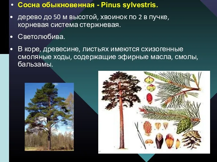 Сосна обыкновенная - Pinus sylvestris. дерево до 50 м высотой,