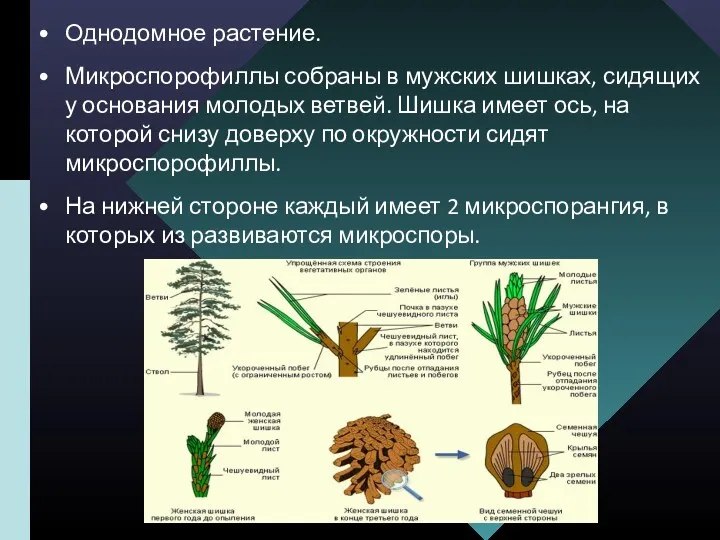 Однодомное растение. Микроспорофиллы собраны в мужских шишках, сидящих у основания