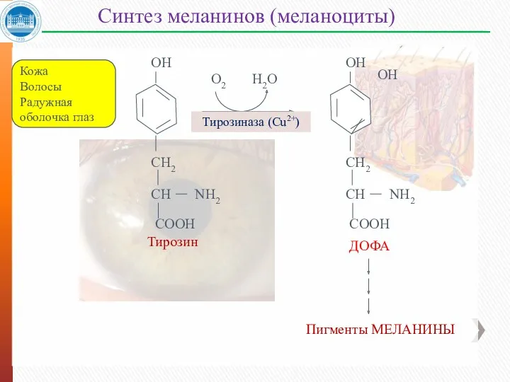 Синтез меланинов (меланоциты) Кожа Волосы Радужная оболочка глаз О2 Н2О Тирозиназа (Cu2+)