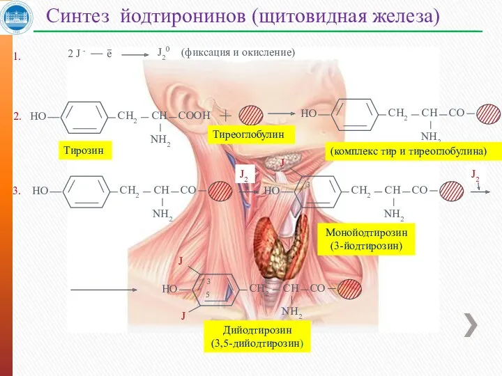 Синтез йодтиронинов (щитовидная железа) Тиреоглобулин 2. Тирозин 2 J -