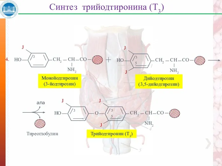 Синтез трийодтиронина (Т3) Монойодтирозин (3-йодтирозин) Дийодтирозин (3,5-дийодтирозин) ала Тиреоглобулин 4.