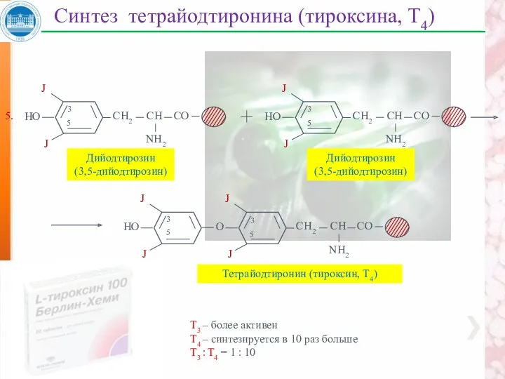 Синтез тетрайодтиронина (тироксина, Т4) Дийодтирозин (3,5-дийодтирозин) 3 5 Дийодтирозин (3,5-дийодтирозин)