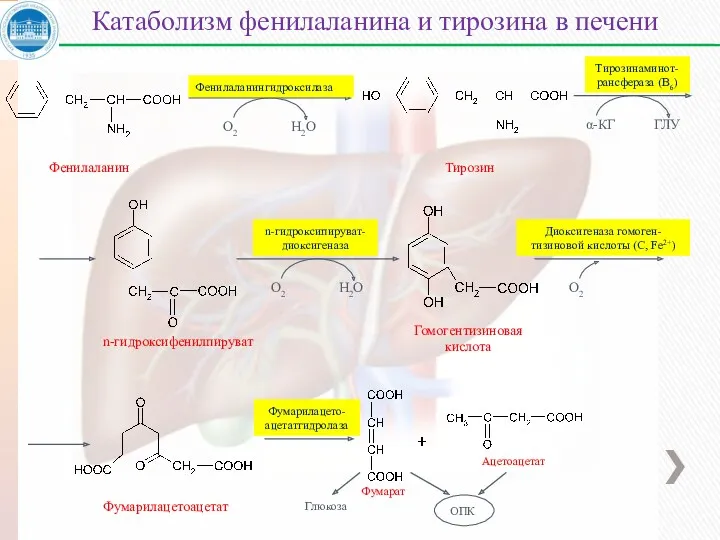 Фенилаланин Тирозин n-гидроксифенилпируват Гомогентизиновая кислота Фумарилацетоацетат Фумарат Ацетоацетат Катаболизм фенилаланина