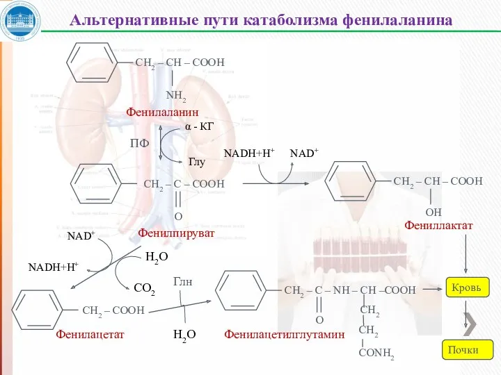 СН2 – СН – СООН NН2 Фенилаланин ПФ α -