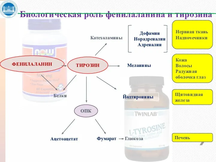 ФЕНИЛАЛАНИН ТИРОЗИН ОПК Белки Ацетоацетат Фумарат Глюкоза Катехоламины Меланины Йодтиронины