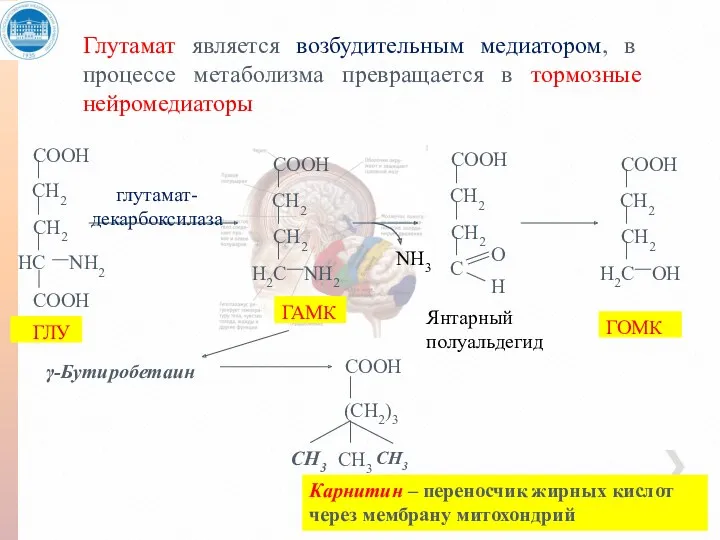 Глутамат является возбудительным медиатором, в процессе метаболизма превращается в тормозные