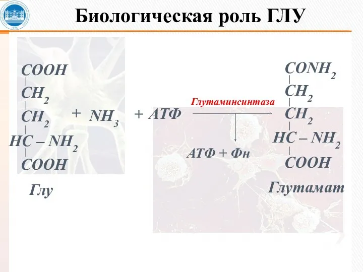 Биологическая роль ГЛУ + NH3 + АТФ Глутаминсинтаза АТФ + Фн Глу