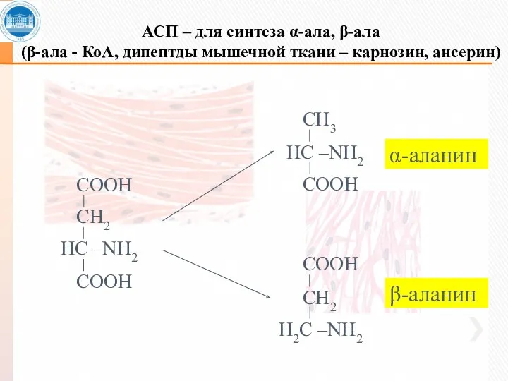 АСП – для синтеза α-ала, β-ала (β-ала - КоА, дипептды мышечной ткани – карнозин, ансерин)