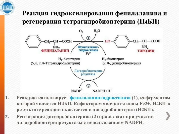 Реакция гидроксилирования фенилаланина и регенерация тетрагидробиоптерина (Н4БП) Реакцию катализирует фенилаланингидроксилаза