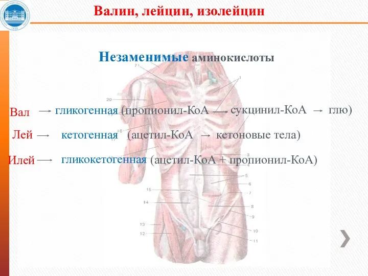 Валин, лейцин, изолейцин Незаменимые аминокислоты Вал Лей Илей гликогенная (пропионил-КоА