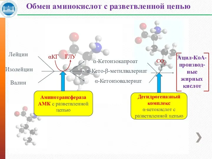 Обмен аминокислот с разветвленной цепью Лейцин Изолейцин Валин α-Кетоизокапроат α-Кето-β-метилвалериат