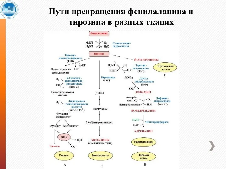 Пути превращения фенилаланина и тирозина в разных тканях