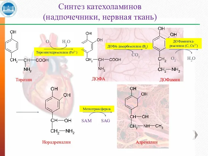 Тирозингидроксилаза (Fe2+) Адреналин Норадреналин Синтез катехоламинов (надпочечники, нервная ткань) О2