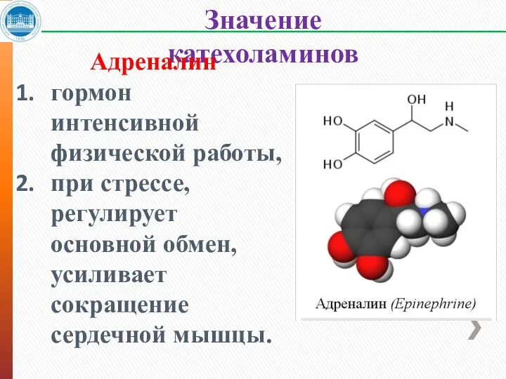 Значение катехоламинов Адреналин гормон интенсивной физической работы, при стрессе, регулирует основной обмен, усиливает сокращение сердечной мышцы.