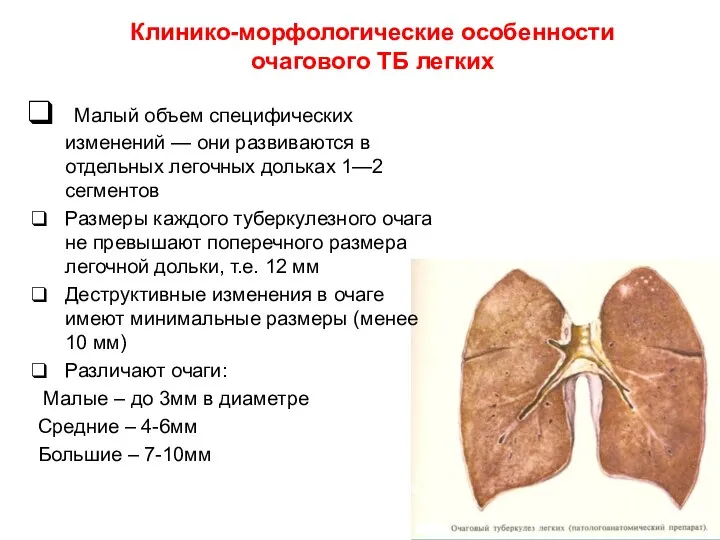 Клинико-морфологические особенности очагового ТБ легких Малый объем специфических изменений —