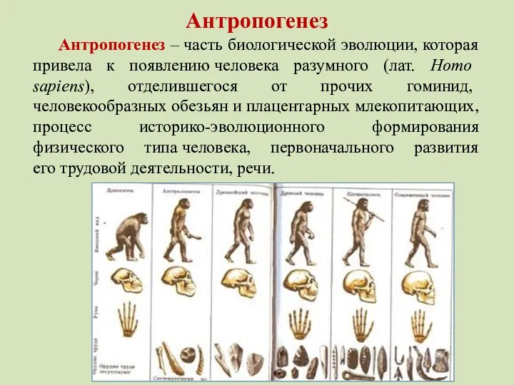 Антропогенез Антропогенез – часть биологической эволюции, которая привела к появлению человека разумного (лат.