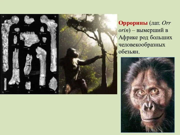 Оррорины (лат. Orrorin) – вымерший в Африке род больших человекообразных обезьян.