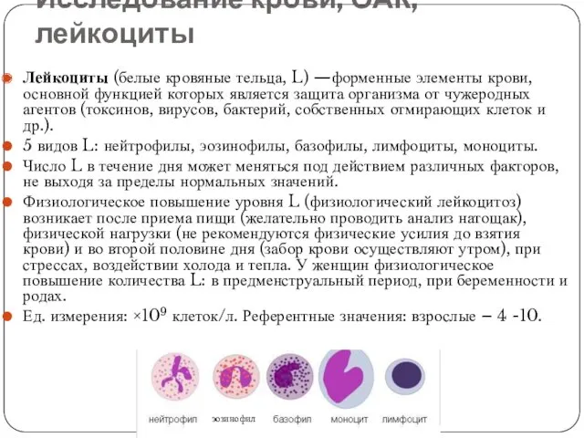 Исследование крови, ОАК, лейкоциты Лейкоциты (белые кровяные тельца, L) —форменные